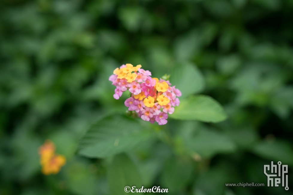 吞食天地的力量,Sony FE16-35 2.8GM(PK!8.3